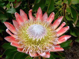 Protea Sauth Africa floral Symbol